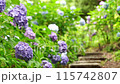雨後的鶴舞公園，繡球花在微風中搖曳 115742807