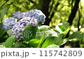 雨後的鶴舞公園，繡球花在微風中搖曳 115742809