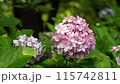 雨後的鶴舞公園，繡球花在微風中搖曳 115742811