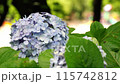 雨後的鶴舞公園，繡球花在微風中搖曳 115742812