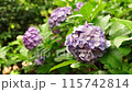 雨後的鶴舞公園，繡球花在微風中搖曳 115742814
