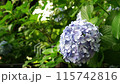 雨後的鶴舞公園，繡球花在微風中搖曳 115742816