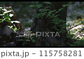 森林裡的樹樁，陽光透過樹木，落下的白花和蜜蜂 115758281