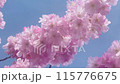 Beautiful pink flowers on blooming tree on a sunny day in England, slow motion. High quality 4k footage 115776675