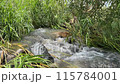 水の流れる音と川の癒し 115784001
