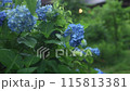 雨に打たれる紫陽花 115813381