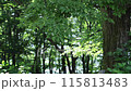 風で揺れる木々 115813483