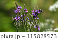 Leafcutter bee sucking nectar from Verbena hastata flower 115828573