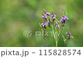 Leafcutter bee sucking nectar from a blue vervain flower 115828574