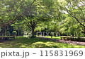 藤沢・大庭城址公園（森窓_no2） 115831969
