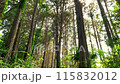 藤沢・大庭の森林（森窓_no4） 115832012