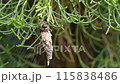 Minor beetle 115838486