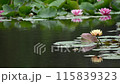 Water lilies swaying in the wind 115839323