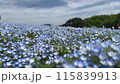 空を映すように咲くネモフィラ 115839913