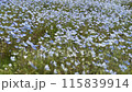 さざめくネモフィラ 115839914