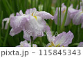 Iris flowers wet with rain during the rainy season 115845343