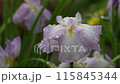 Iris flowers wet with rain during the rainy season 115845344