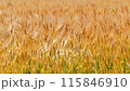 Wheat field 115846910