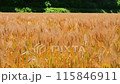 Wheat field 115846911