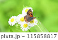 Lycaena phlaeas 115858817