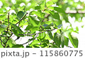 風に揺れる樹木の葉（6月のソメイヨシノの葉） 115860775