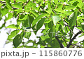 風に揺れる樹木の葉（6月のソメイヨシノの葉） 115860776