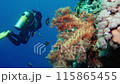 Diver and Colourful tropical coral reef. Soft and hard corals. Reef coral scene. 115865455