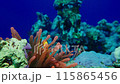 Clown Fish and Colourful tropical coral reef. Soft and hard corals.  115865456
