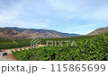 Winery scenery in the Okanagan region of Canada Winery scenery in the Okanagan region of Canada 115865699