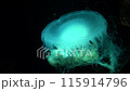 ブラックライトに照らされた神秘的なクラゲ 115914796