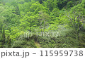 富山縣中新川郡立山町足倉寺靜謐的森林風景 115959738