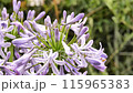 雨に濡れるアガパンサス～6月 115965383