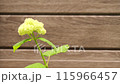 雨に濡れて揺れる白アジサイ～6月のアナベル 115966457