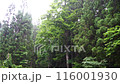 山間溪流 116001930