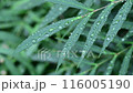 雨と植物スローモーション 116005190