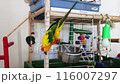 A small amusing yellow-green parrot International Bird Day. World Wildlife Day. Care pet. 116007297