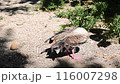Brown goose is mid-grooming its feathers in a serene outdoor setting, surrounded by greenery under the soft daylight. World Wildlife Day. Happy Goose Day. 116007298