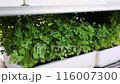 Close up cultivation of young parsley seedlings in pots for sale. 116007300