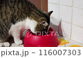 Close up tabby cat eating from a red bowl on tiled kitchen floor. National cat day. National pet day.Cute pet. Pet feeding. 116007303