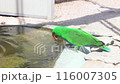 Colorful green parrot sits by a pond and drinks water. International Bird Day. World Wildlife Day. 116007305