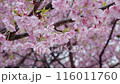 桜と雨 116011760