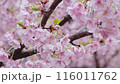 桜と雨 116011762