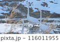 つがいで戯れる白鳥 116011955