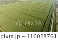 Top view of rice fields in spring. The system of rice fields is filled with water through canals. 116028761