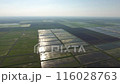 Top view of rice fields in spring. The system of rice fields is filled with water through canals. 116028763