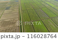 Top view of rice fields in spring. The system of rice fields is filled with water through canals. 116028764