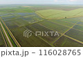Top view of rice fields in spring. The system of rice fields is filled with water through canals. 116028765