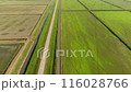 Top view of rice fields in spring. The system of rice fields is filled with water through canals. 116028766