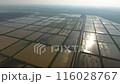 Top view of rice fields in spring. The system of rice fields is filled with water through canals. 116028767