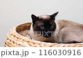 Close-up of a Siamese cat with striking blue eyes, comfortably resting in a wicker basket. National cat day. National pet day.  116030916